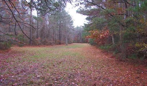 Photo of SOLD!!  10 Acres of Hunting For Sale in Accomack County VA!