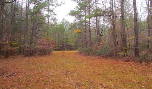 Photo of SOLD!!  10 Acres of Hunting For Sale in Accomack County VA!