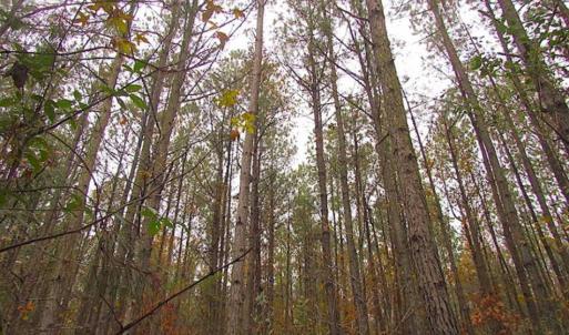 Photo of SOLD!!  10 Acres of Hunting For Sale in Accomack County VA!