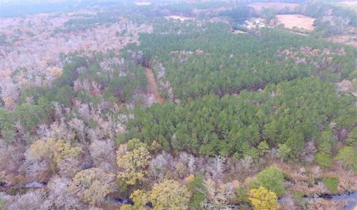Photo of SOLD!!  10 Acres of Hunting For Sale in Accomack County VA!