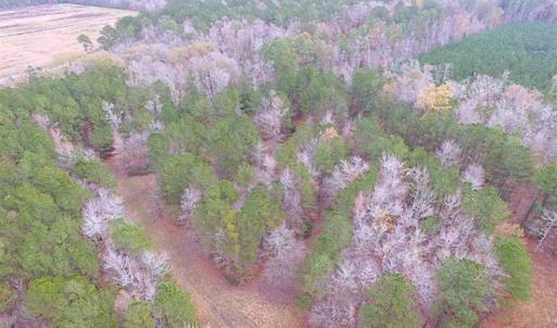 Photo of SOLD!!  10 Acres of Hunting For Sale in Accomack County VA!