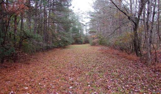 Photo of SOLD!!  10 Acres of Hunting For Sale in Accomack County VA!