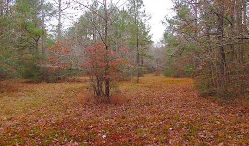 Photo of SOLD!!  10 Acres of Hunting For Sale in Accomack County VA!