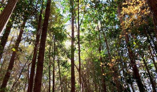 Photo of SOLD!!  8.6 Acres of Farm and Timber Land For Sale in Cumberland County NC!