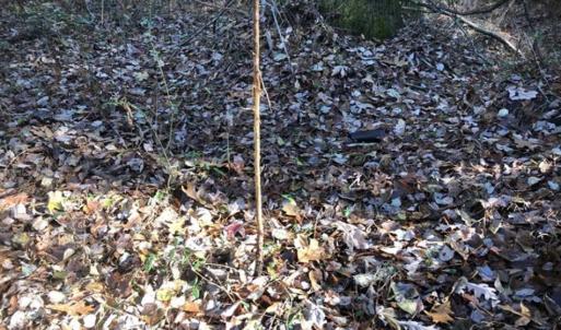 Photo of SOLD!!  6.64 Acres of Residential Land with Home For Sale in Brunswick County VA!