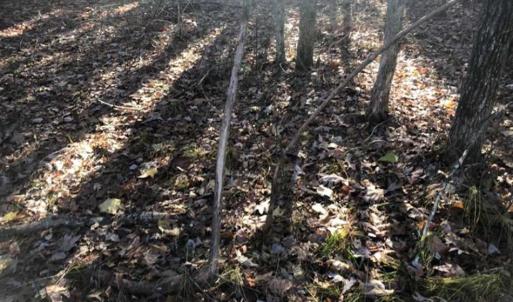 Photo of SOLD!!  6.64 Acres of Residential Land with Home For Sale in Brunswick County VA!