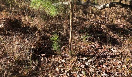 Photo of SOLD!!  6.64 Acres of Residential Land with Home For Sale in Brunswick County VA!