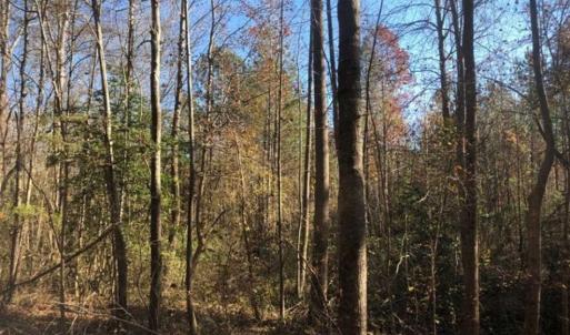Photo of REDUCED!  10.33 Acres of Hunting Land For Sale in Dinwiddie County VA!