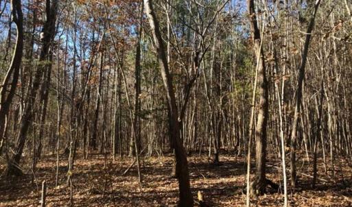 Photo of REDUCED!  10.33 Acres of Hunting Land For Sale in Dinwiddie County VA!