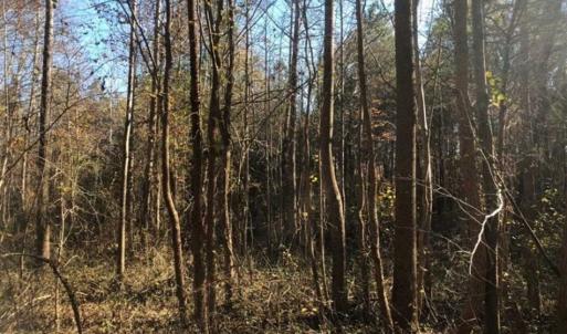 Photo of REDUCED!  10.33 Acres of Hunting Land For Sale in Dinwiddie County VA!