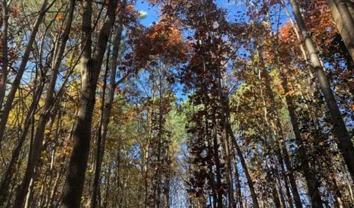 Photo of REDUCED!  10.33 Acres of Hunting Land For Sale in Dinwiddie County VA!