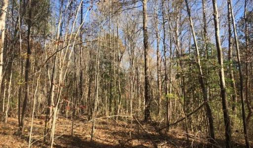 Photo of REDUCED!  10.33 Acres of Hunting Land For Sale in Dinwiddie County VA!