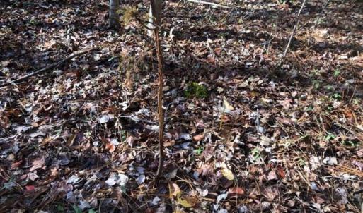 Photo of REDUCED!  10.33 Acres of Hunting Land For Sale in Dinwiddie County VA!