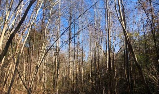 Photo of REDUCED!  10.33 Acres of Hunting Land For Sale in Dinwiddie County VA!