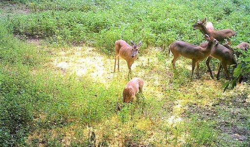 Photo of SOLD!!  44 Acres of Farm and Timber Land For Sale in Pitt County NC!