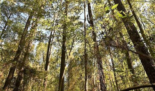 Photo of SOLD!!  44 Acres of Farm and Timber Land For Sale in Pitt County NC!