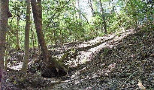 Photo of SOLD!!  44 Acres of Farm and Timber Land For Sale in Pitt County NC!