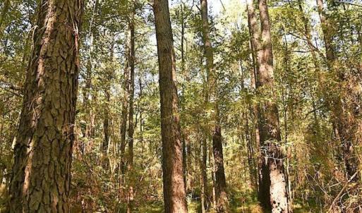Photo of SOLD!!  44 Acres of Farm and Timber Land For Sale in Pitt County NC!