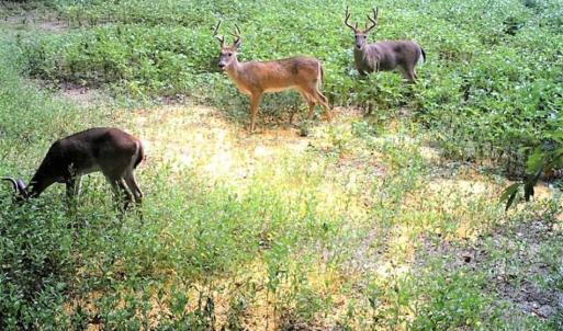 Photo of SOLD!!  44 Acres of Farm and Timber Land For Sale in Pitt County NC!