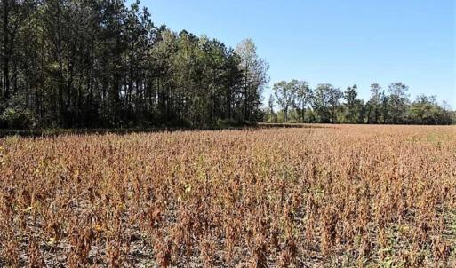 Photo of SOLD!!  44 Acres of Farm and Timber Land For Sale in Pitt County NC!