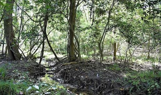 Photo of SOLD!!  44 Acres of Farm and Timber Land For Sale in Pitt County NC!
