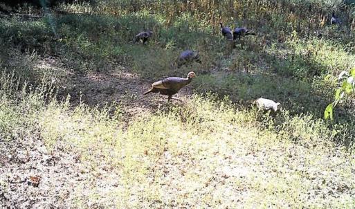 Photo of SOLD!!  44 Acres of Farm and Timber Land For Sale in Pitt County NC!