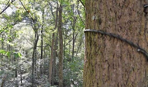 Photo of SOLD!!  44 Acres of Farm and Timber Land For Sale in Pitt County NC!