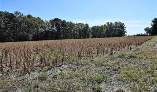 Photo of SOLD!!  44 Acres of Farm and Timber Land For Sale in Pitt County NC!