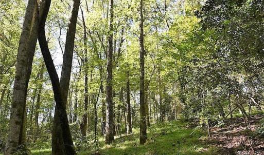 Photo of SOLD!!  44 Acres of Farm and Timber Land For Sale in Pitt County NC!