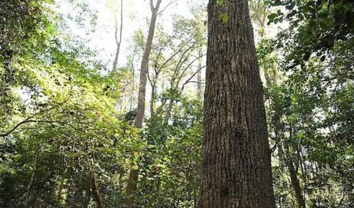 Photo of SOLD!!  36 Acres of Farm and Timber Land For Sale in Edgecombe County NC!