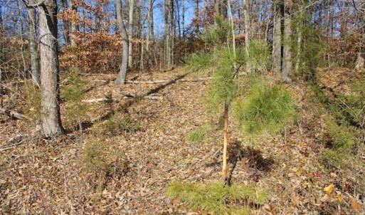 Photo of SOLD!!  28.53 Ac of Residential and Recreational Land in Powhatan County VA!