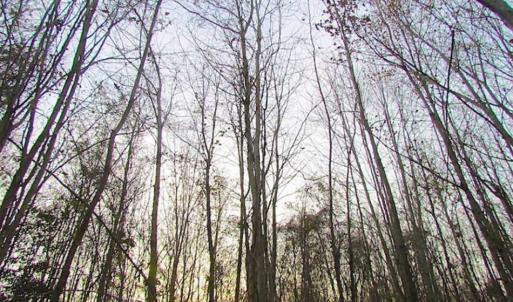 Photo of SOLD!!  3 Acre Residential Building Site For Sale in Suffolk VA!