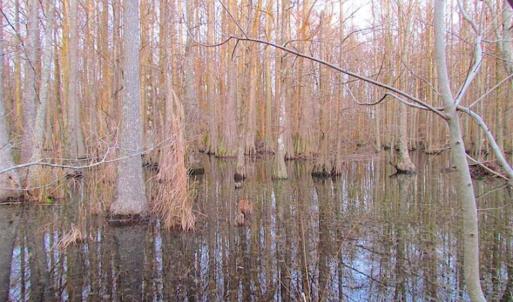 Photo of SOLD!!  3 Acre Residential Building Site For Sale in Suffolk VA!