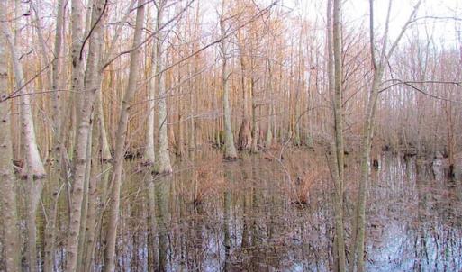 Photo of SOLD!!  3 Acre Residential Building Site For Sale in Suffolk VA!