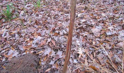 Photo of SOLD!!  3 Acre Residential Building Site For Sale in Suffolk VA!