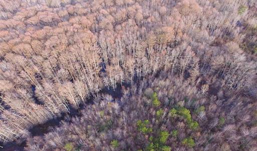 Photo of SOLD!!  3 Acre Residential Building Site For Sale in Suffolk VA!