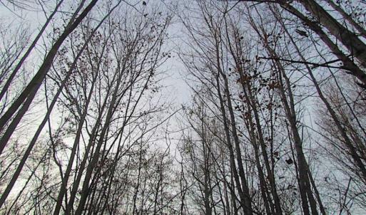 Photo of SOLD!!  3 Acre Residential Building Site For Sale in Suffolk VA!