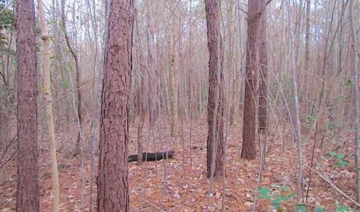 Photo of SOLD!!  3 Acre Residential Building Site For Sale in Suffolk VA!