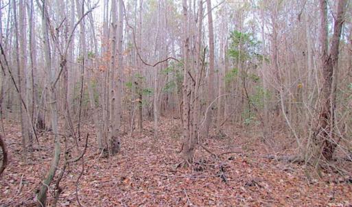 Photo of SOLD!!  3 Acre Residential Building Site For Sale in Suffolk VA!