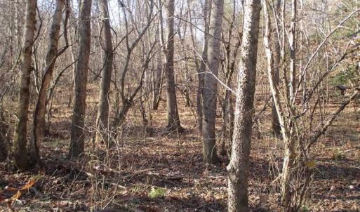 Photo of SOLD!!  63 Acres of Timber and Hunting Land For Sale in Caroline County VA!