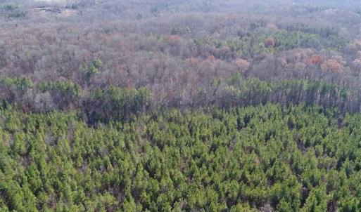 Photo of SOLD!!  63 Acres of Timber and Hunting Land For Sale in Caroline County VA!