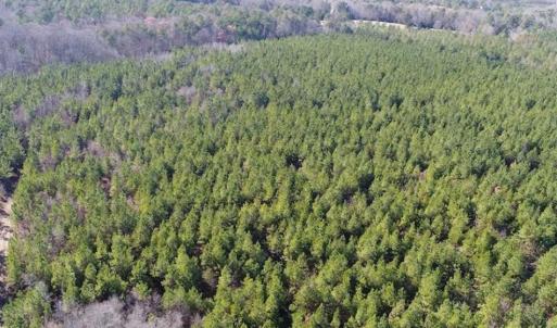 Photo of SOLD!!  63 Acres of Timber and Hunting Land For Sale in Caroline County VA!