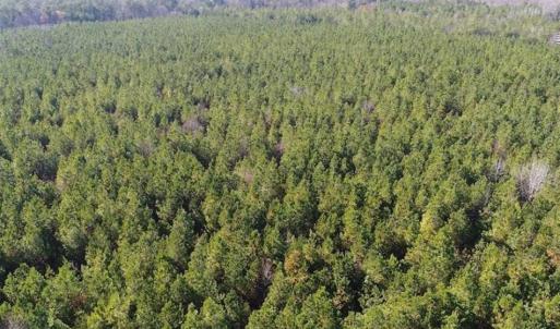 Photo of SOLD!!  63 Acres of Timber and Hunting Land For Sale in Caroline County VA!