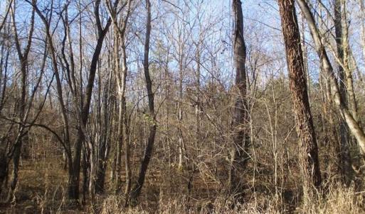 Photo of SOLD!!  63 Acres of Timber and Hunting Land For Sale in Caroline County VA!