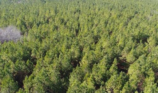 Photo of SOLD!!  63 Acres of Timber and Hunting Land For Sale in Caroline County VA!