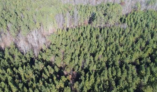 Photo of SOLD!!  63 Acres of Timber and Hunting Land For Sale in Caroline County VA!