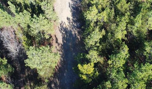 Photo of SOLD!!  63 Acres of Timber and Hunting Land For Sale in Caroline County VA!