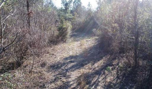 Photo of SOLD!!  63 Acres of Timber and Hunting Land For Sale in Caroline County VA!