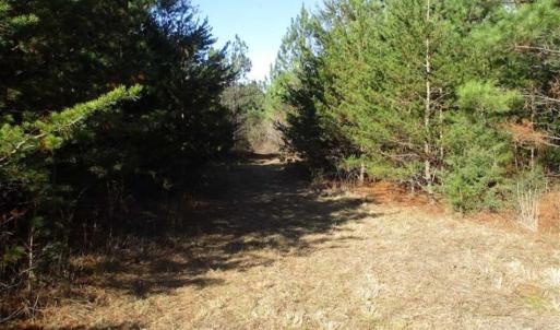 Photo of SOLD!!  63 Acres of Timber and Hunting Land For Sale in Caroline County VA!
