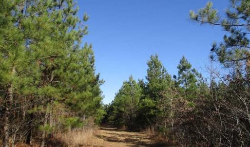 Photo of SOLD!!  63 Acres of Timber and Hunting Land For Sale in Caroline County VA!